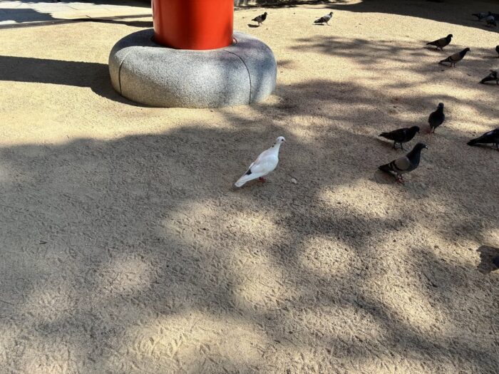 白い鳩