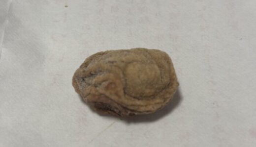 北野天満宮の大福梅（おおふくうめ）